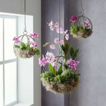 Hanging Orchids On Walls