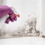How To Get Rid Of Black Mold On Walls Permanently